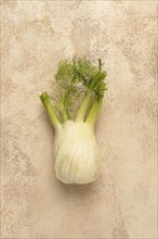 Fennel, bulb, dill root, fresh, top view