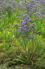 Common sea-lavender (Limonium vulgare) in flower in saltmarsh, salt marsh along the North Sea coast