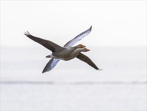 Graugans (Anser anser), zwei Vögel im Flug, über dem Naturschutzgebiet Mokbaai, auf der Insel