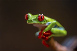 Red-eyed tree frog (Agalychnis callidryas), sitting on a branch, Heredia province, Costa Rica,