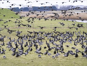 Brent Goose (Branta bernicla), migratory birds in flight and landing on pasture to feed, island of