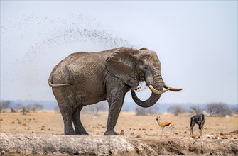 African elephant (Loxodonta africana), bathing at a waterhole, spraying water from its trunk, Nxai