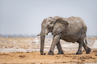 African elephant (Loxodonta africana), African savannah, Nxai Pan National Park, Botswana Botswana