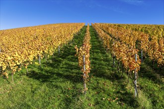 Vineyard in autumn with yellow vines under a clear blue sky, Strümpfelbach, Rems Valley,