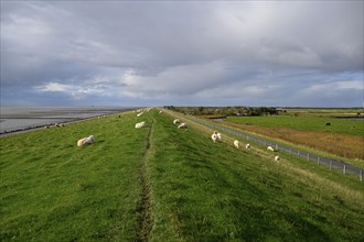 Sheep on a dyke, Pellworm Island, Schleswig-Holstein Wadden Sea National Park, North Frisia,