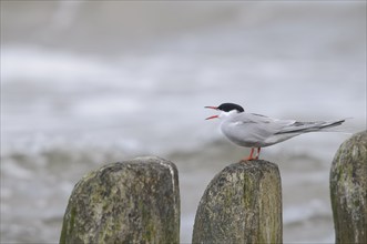 Common Tern (Sterna hirundo), sitting and calling on a wooden groyne, Baltic Sea, Usedom Island,