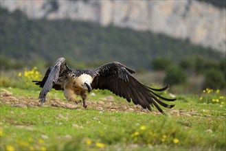 Bearded Vulture (Gypaetus barbatus) adult bird in flight with mountains in the backround, Pyrenees,