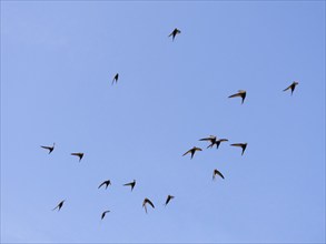 Common swift (Apus apus), flock in flight, against a blue sky, Hesse, Germany, Europe