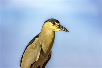 Water bird perched with the sky in the background in Barra da Tijuca in Rio de Janeiro Rio de