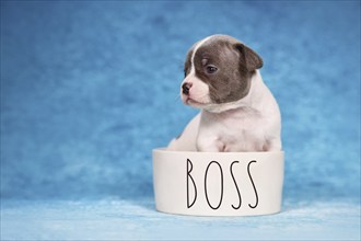 Young purebred pied French Bulldog puppy in dog bowl with text 'Boss'