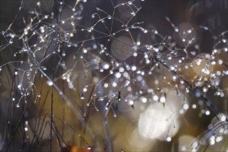 Water droplets, beautiful bokeh, winter, Germany, Europe