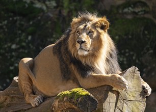 Asiatic Lion (Panthera leo persica), male lying on a tree trunk, occurrence in India, captive