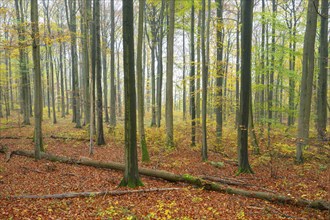 Near-natural deciduous forest in autumn with colourful leaves, copper beech (Fagus sylvatica), fog