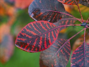 Eurasian Smoke Tree (Cotinus coggygria), or Wig Bush, in garden, leaves in autumn color, Hesse,