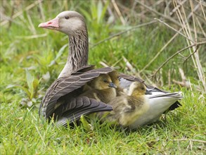 Greylag geese (Anser anser), three goslings or chicks, sheltering under the wing of the female or