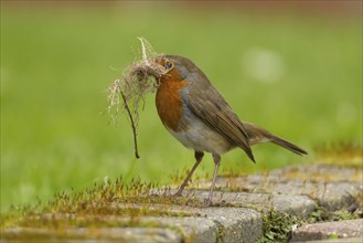 European robin (Erithacus rubecula) adult bird with nesting material in its beak in a garden in