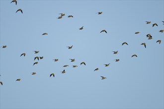 Golden plover (Pluvialis apricaria) adult birds flying in a flock, England, United Kingdom, Europe