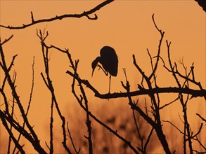 Little Egret (Egretta gazetta), single adult bird as silhouette, roosting in an old willow tree,