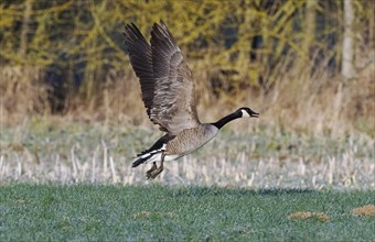 Canada Goose, (Branta canadensis), adult birds taking off from a field, calling, Hesse, Germany,