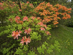 Azalea (Azalea sp.) flowering in a park, Hesse, Germany, Europe