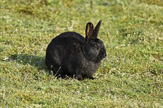 Wild rabbit (Oryctolagus cuniculus), standing on a meadow, Texel, West Frisian Islands, province of