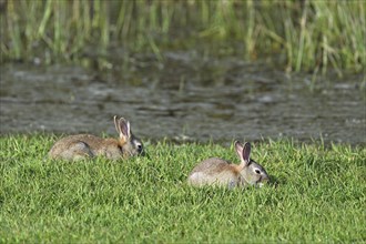 Two wild rabbits (Oryctolagus cuniculus), sitting on a meadow, Texel, West Frisian Islands,