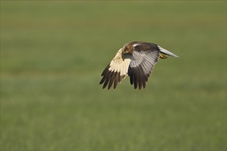 Montagu's harrier (Circus pygargus), female in flight, Lake Neusiedl National Park, Seewinkel,