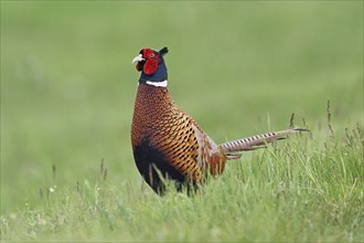 Pheasant or hunting pheasant (Phasianus colchicus), male standing in meadow, Lake Neusiedl National