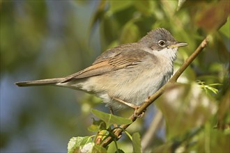 Common whitethroat (Sylvia communis), on a perch, Lake Neusiedl National Park, Seewinkel,