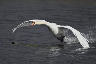 Mute swan (Cygnus olor), on landing approach, Flachsee, Canton Aargau, Switzerland, Europe