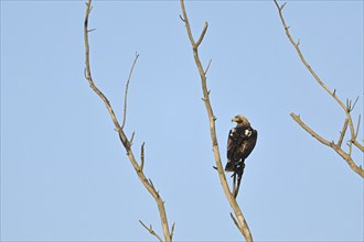 Imperial eagle (Aquila adalberti), adult bird sitting on a branch, Lake Neusiedl National Park,