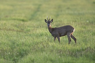 Roe deer (Capreolus capreolus), roebuck standing in a meadow, Lake Neusiedl National Park,