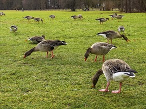 Greylag geese (Anser anser) in the English Garden, Munich, Bavaria, Germany, Europe