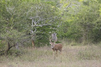 Axis deer (Axis axis) in Yala Natioal Park, Southern Province, Sri Lanka, Asia