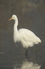 Great White Egret (Ardea alba) in the fog, lurking in the water for prey, Allgäu, Bavaria, Germany,