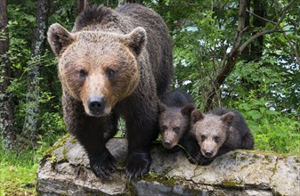 An adult female bear stands with two cubs on a tree trunk in the forest, European brown bear (Ursus