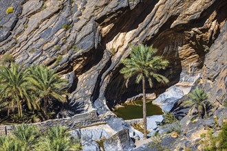 Palm trees at a waterhole in Wadi Nakhar, near the village of Hat, Arabian Peninsula, Sultanate of