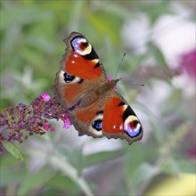 Peacock butterfly (Inachis io) sucking nectar on butterfly bush (Buddleja davidii), in a natural