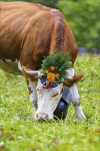 Cow grazing on a green pasture with floral decorations, Lauterbrunnen, Switzerland, Europe