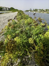 Shore vegetation, various plants, mainly sea fennel, sea fennel, sea bacillus, beach bacillus,