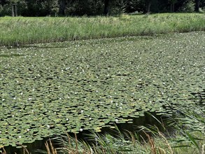 European white water lilies, white pond lilies, water lilies (Nymphaea alba) on large canal in