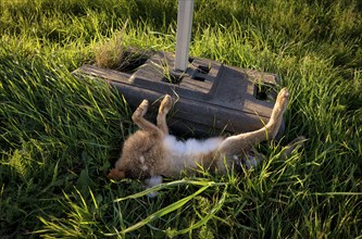 Wild animal accident, hare, hare, dead, run over, lies in ditch, Stuttgart, Baden-Württemberg,