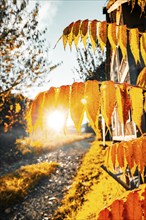 Golden autumn leaves at sunset in front of a wooden wall, Gechingen, Black Forest, Germany, Europe