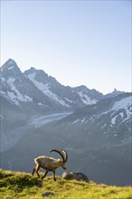 Alpine ibex (Capra ibex), adult male, in front of a mountain landscape in the morning light, behind