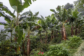 Banana trees, Cocora Valley, Salento, Quindio, Colombia, South America