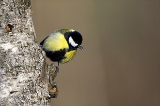 Great tit (Parus major), adult bird, Dingdener Heide nature reserve, North Rhine-Westphalia,