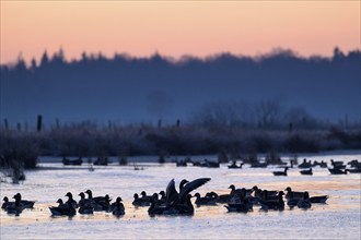 White-fronted Goose (Anser albifrons), at roost, in front of sunrise, dusk, morning, Dingdener