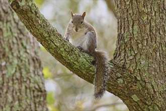 American grey squirrel (Sciurus carolinensis), sitting on a branch and looking around attentively,