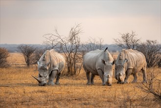 Southern white rhinoceros (Ceratotherium simum simum), three rhinos in the evening light, Khama