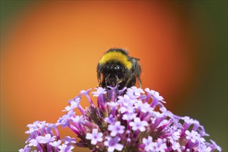 Buff tailed bumblebee (Bombus terrestris) adult bee on a garden Verbena purple flower, England,